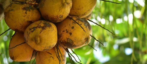 De aspecto similar al coco, el cupuazú cuenta con una untuosidad que permite utilizarlo como mantequilla