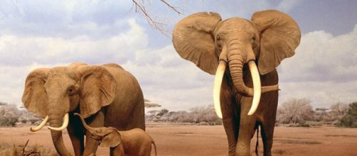Elefante africano e asiatico: quali differenze? - scienze-naturali.com