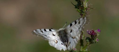 Parnasiuss Apollo. mariposa diurna frecuente en Asturias .