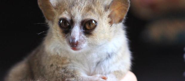 Descubiertas en Madagascar 3 nuevas especies de lémures ratón - com.es Descubiertas en Madagascar 3 nuevas especies de lémures ratón - com.es