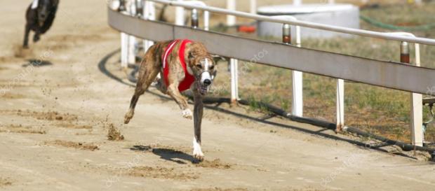 Perros galgos de carreras.. - depositphotos.com Perros galgos de carreras.. - depositphotos.com
