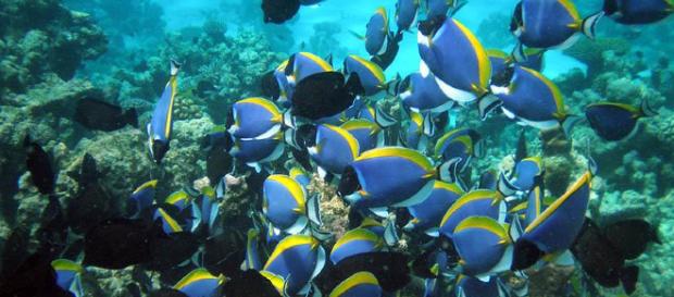 Un estudio indica que los peces "tienen amigos". - lareserva.com Un estudio indica que los peces "tienen amigos". - lareserva.com