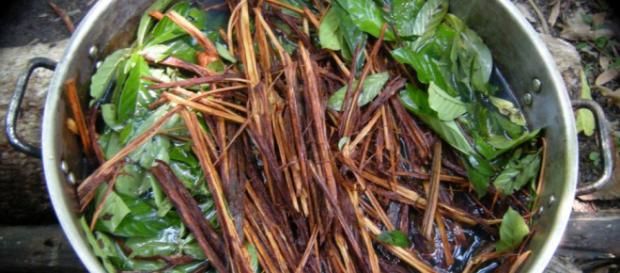 Ayahuasca Retreat | The Medicinal Properties of Shamanistic Ceremonies - shamelessprotocol.com Ayahuasca Retreat | The Medicinal Properties of Shamanistic Ceremonies - shamelessprotocol.com