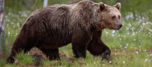 El oso pardo modifica sus costumbres para huir de su mayor amenaza ... - rtve.es El oso pardo modifica sus costumbres para huir de su mayor amenaza ... - rtve.es