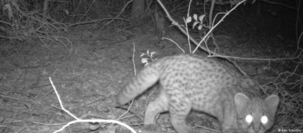 En busca del gato güiña | Ecología | DW | 04.07.2015 - dw.com En busca del gato güiña | Ecología | DW | 04.07.2015 - dw.com