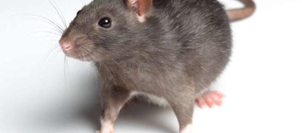 ¿Fueron las ratas las que propagaron la peste negra? ¿Fueron las ratas las que propagaron la peste negra?