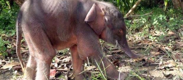 Los elefantes de Borneo son los más pequeño de su especie. Los elefantes de Borneo son los más pequeño de su especie.