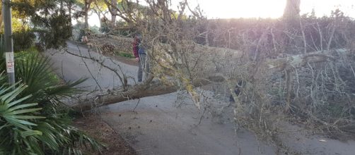 Un albero sradicato a Otranto.
