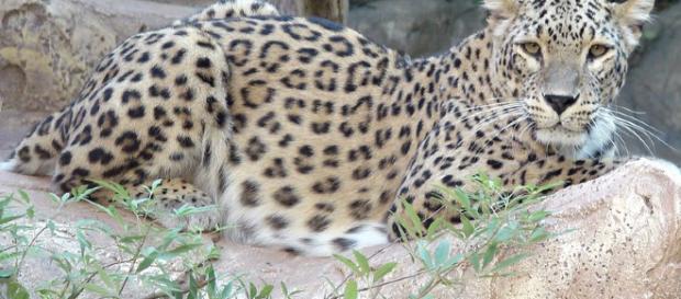 Leopardo salvaje enfermo de moquillo de perro Leopardo salvaje enfermo de moquillo de perro