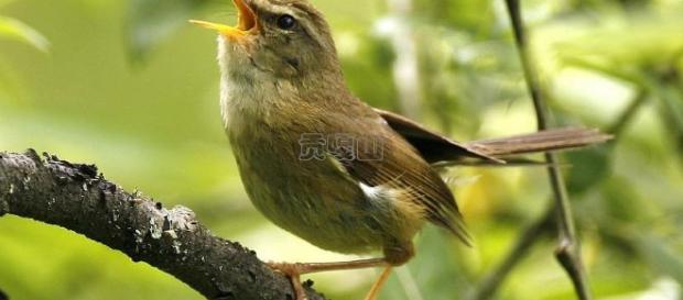 Los Bush-Warblers japoneses fueron introducidos a Oahu en 1929 Los Bush-Warblers japoneses fueron introducidos a Oahu en 1929