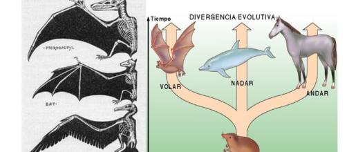 Evolución convergente de la regulación genética