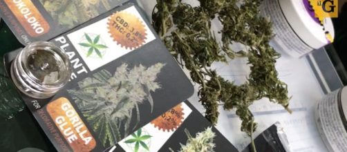 Diverse qualità di marijuana liberamente in commercio