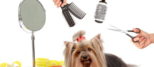 Misconceptions about dog groomers – [Image via FavDog/YouTube screenshot]