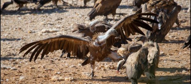 Fotografía y Conservación: Los buitres y el diclofenaco - blogspot.com Fotografía y Conservación: Los buitres y el diclofenaco - blogspot.com