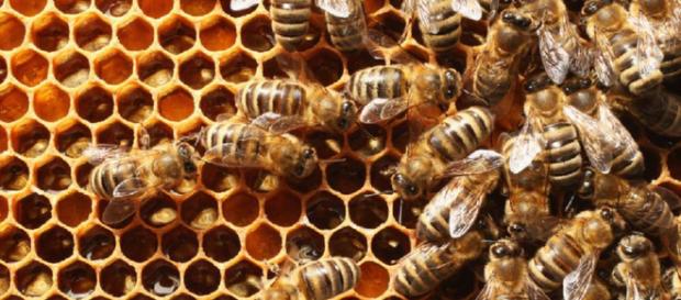 Dos niños matan miles y miles de abejas Dos niños matan miles y miles de abejas