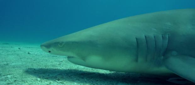 Tiburones | Monstruos Marinos - monstruosmarinos.com Tiburones | Monstruos Marinos - monstruosmarinos.com