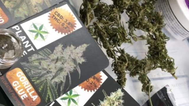 Diverse qualità di marijuana liberamente in commercio