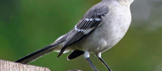 Cómo la contaminación ligera atrae a los pájaros a las áreas urbanas durante la migración de otoño Cómo la contaminación ligera atrae a los pájaros a las áreas urbanas durante la migración de otoño