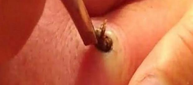 La verdadera razón por la que sientes placer con los videos de ... - dailytrend.mx La verdadera razón por la que sientes placer con los videos de ... - dailytrend.mx