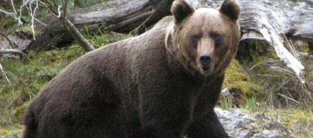 El oso pardo se consolida en la Cordillera Cantábrica con 40 ... - rtve.es El oso pardo se consolida en la Cordillera Cantábrica con 40 ... - rtve.es