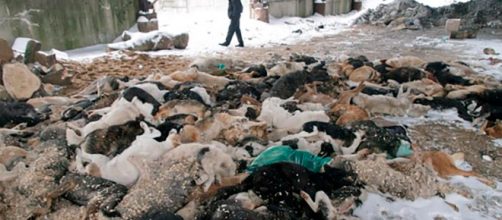 Cani morti in seguito allo sterminio (foto di: East2West News)