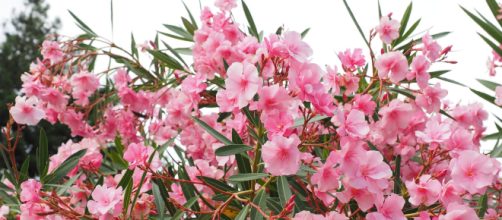 Oleander is one of the deadliest flowers. [Image via Pixabay]