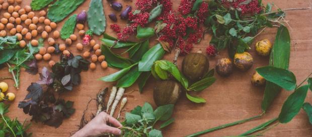 Pancs - Plantas alimentícias não convencionais | Macaé Tips - macaetips.com Pancs - Plantas alimentícias não convencionais | Macaé Tips - macaetips.com