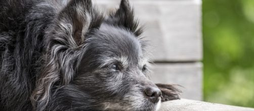 ¿Sabes que los perros pueden servir a los diabéticos para avisarles de una nueva crisis?