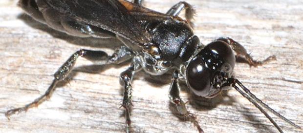 Una agresiva platija de Eurasia llega a América del Norte y amenaza a la especie nativa Una agresiva platija de Eurasia llega a América del Norte y amenaza a la especie nativa