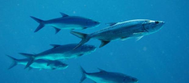 En el futuro el mar proporcionará menos peces - 20minutos.es En el futuro el mar proporcionará menos peces - 20minutos.es