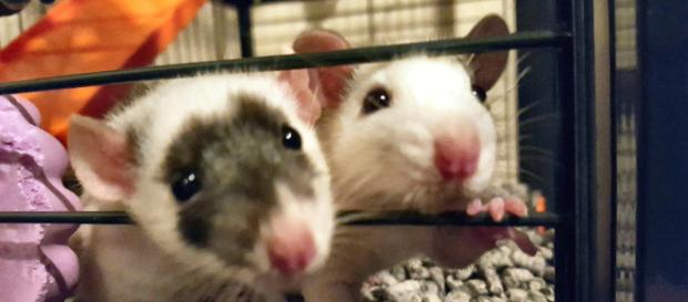 Even pet rats still fill some with fear unfortunately - Scorpion1985x - Flickr Even pet rats still fill some with fear unfortunately - Scorpion1985x - Flickr