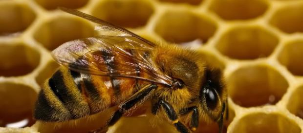 La abeja australiana sin aguijón Tetragonula carbonaria no es tu polinizador promedio La abeja australiana sin aguijón Tetragonula carbonaria no es tu polinizador promedio