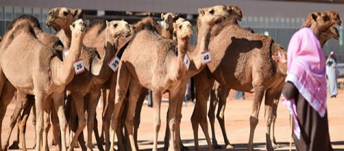cammelli ad un concorso di bellezza