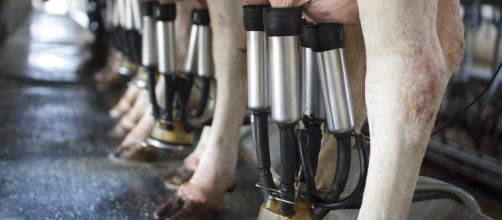 Italia condannata: 1,3 miliardi di euro da pagare per le quote latte - allegrinifoodindustry.com