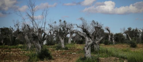 La xylella fastidiosa che uccide gli ulivi in Puglia - Daniele ... - internazionale.it