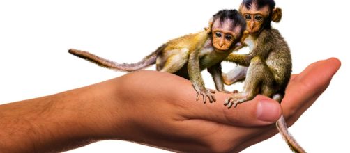 Le prime scimmie clonate al mondo