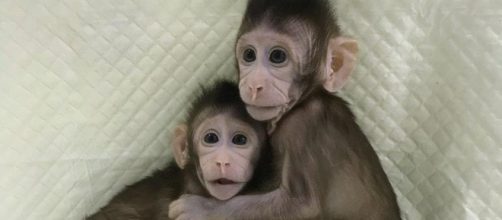 le scimmie clonate in cina con lo stesso metodo della pecora Dolly