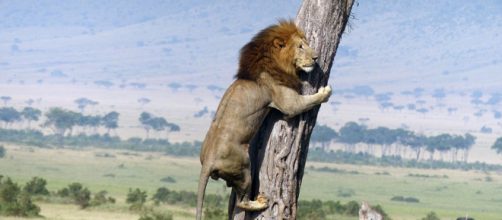 Leão não resiste a um lanchinho básico e é pego escalando uma árvore no parque nacional Greater Kruger