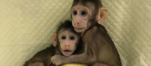 Zhong Zhong e Hua Hua, prime scimmie clonate con la tecnica della ... - lastampa.it
