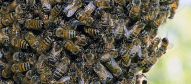 Cuando las colonias de abejas se vuelven más grandes, el sentido común sugiere que sería más ruidoso con más abejas zumbando alrededor. Cuando las colonias de abejas se vuelven más grandes, el sentido común sugiere que sería más ruidoso con más abejas zumbando alrededor.
