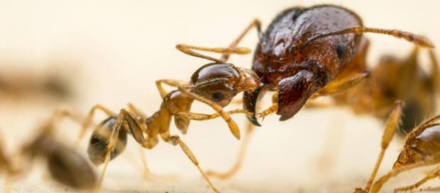 Hormiga Argentina – BICHOS Control de Plagas - bichoscp.com Hormiga Argentina – BICHOS Control de Plagas - bichoscp.com