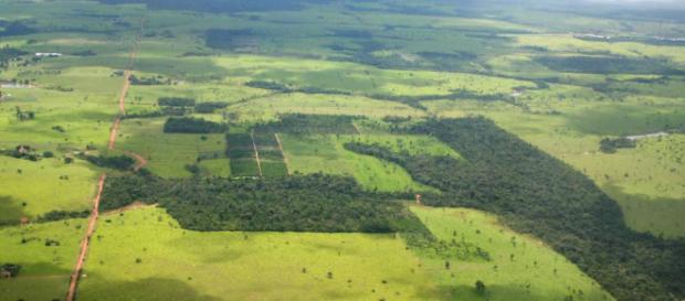La fragmentación de la selva deja sin territorio a centenares de especies. - elpais.com La fragmentación de la selva deja sin territorio a centenares de especies. - elpais.com
