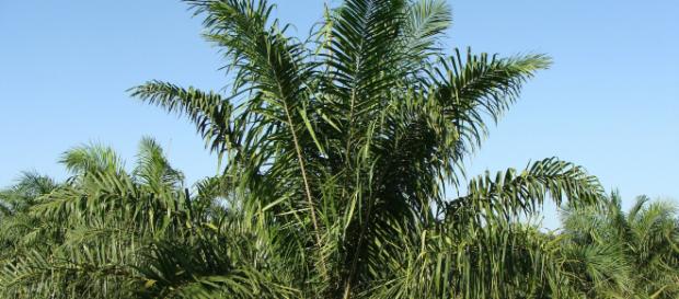 La palmera africana es la principal proveedora del aceite de palma. Su sobreexplotación productiva está arrasando bosques y extinguiendo especies La palmera africana es la principal proveedora del aceite de palma. Su sobreexplotación productiva está arrasando bosques y extinguiendo especies