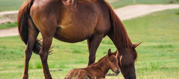 Los animales, incluidos los humanos, pueden tomar decisiones sorprendentemente buenas basándose solo en la comida que tienen en el estómago Los animales, incluidos los humanos, pueden tomar decisiones sorprendentemente buenas basándose solo en la comida que tienen en el estómago