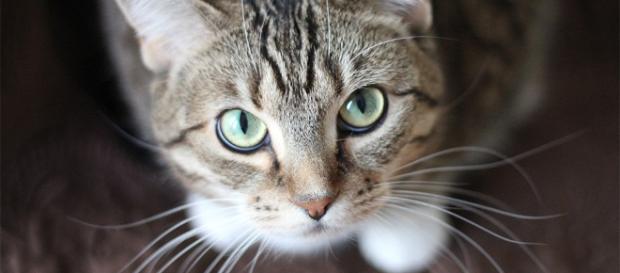Si su gato se golpea con su pata izquierda, es probable que sea macho Si su gato se golpea con su pata izquierda, es probable que sea macho