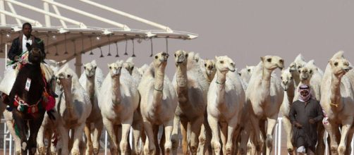 Cammelli concorrenti al concorso di bellezza 'King Abdulaziz Camel Festival'. Alcuni troppo 'truccati' sono stati espulsi dalla competizione.