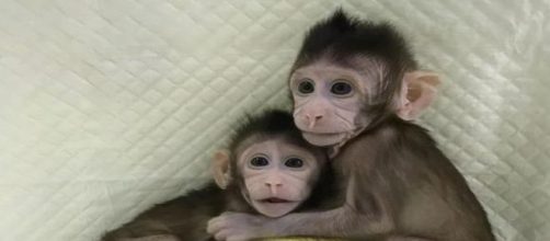 Le 2 scimmie clonate *da Corriere della Sera, Corriere.It (24 gennaio 2018)