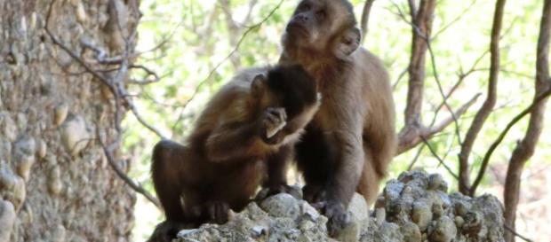 Las pedradas de estos monos se parecen demasiado a las de nuestros ... - elpais.com Las pedradas de estos monos se parecen demasiado a las de nuestros ... - elpais.com