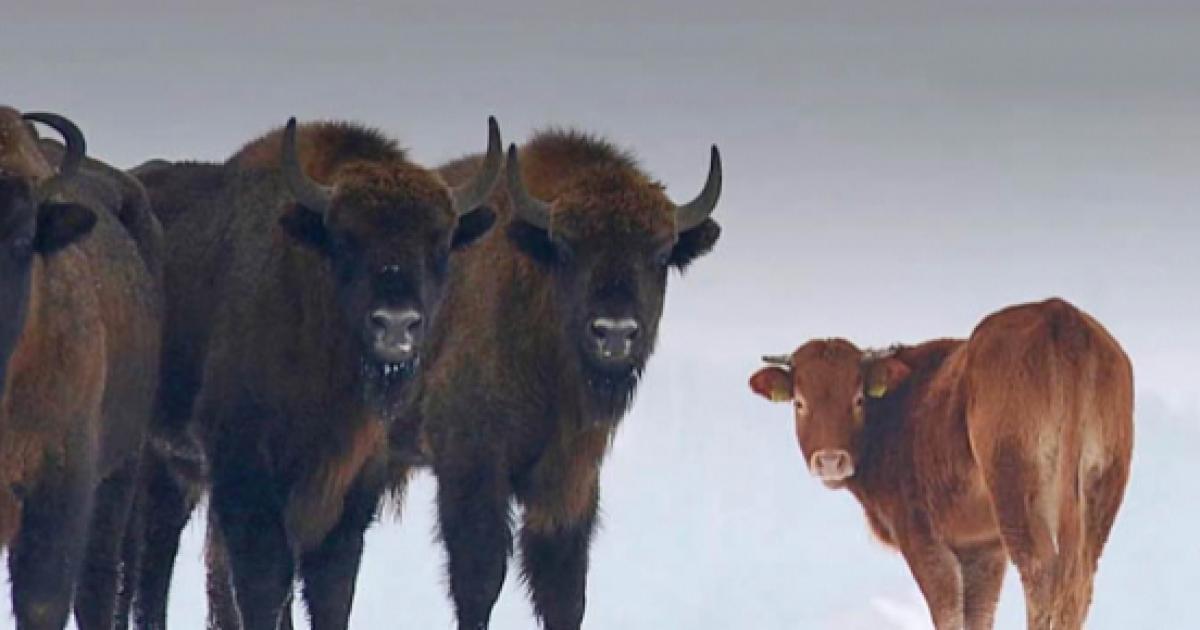 Download Polish cow leaves the farm and joins a herd of wild bison