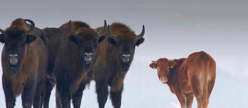 A cow escaped her farm and ran off to join a herd of wild bison [Image credit: New York Daily News/YouTube]
